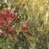 Monet